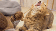 猫咪LuLu欢乐日常